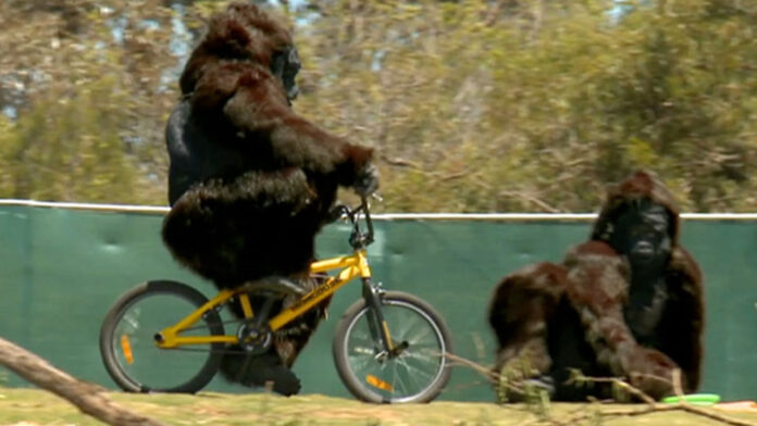 gorilla-cycle