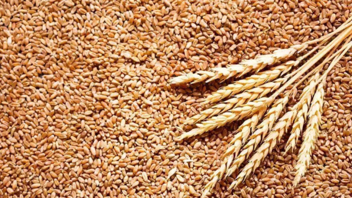 virus-in-wheat