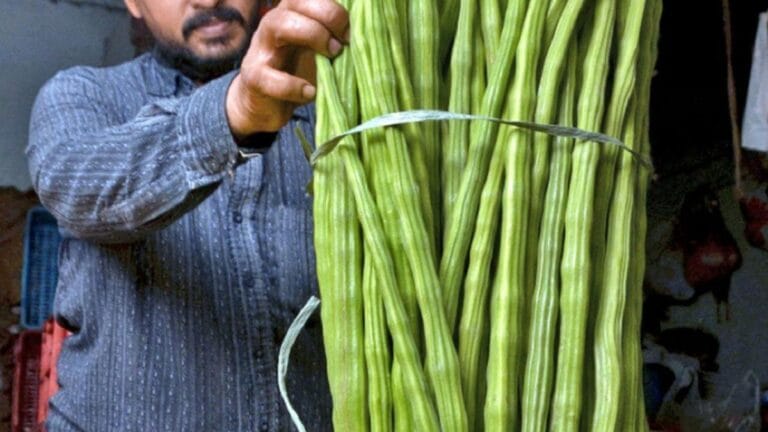 ஒரே நாளில் அதிரடியாக உயர்ந்த முருங்கைக்காயின் விலை