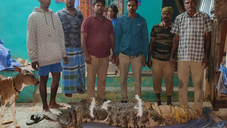 550 கிலோ எடை கொண்ட ராட்சச முதலை : வீட்டு தோட்டத்தில் புகுந்ததால் பரபரப்பு
