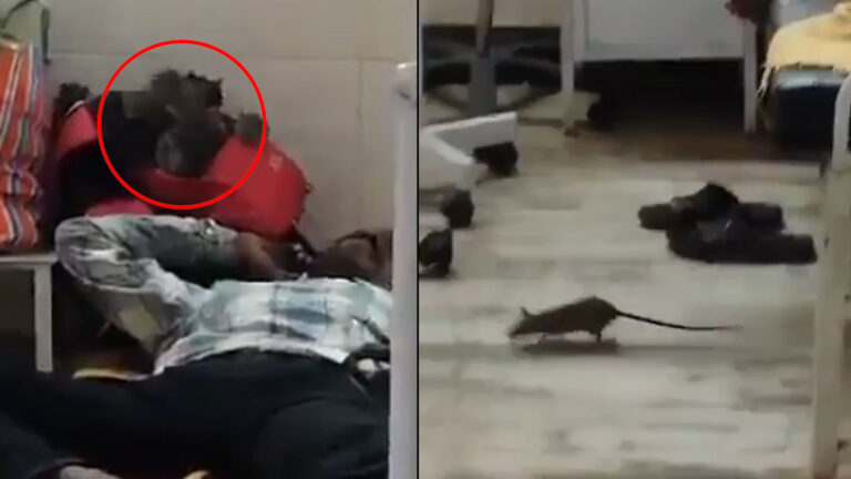 அரசு மருத்துவமனையில் துள்ளிக்குதித்து ஓடும் எலிகள்