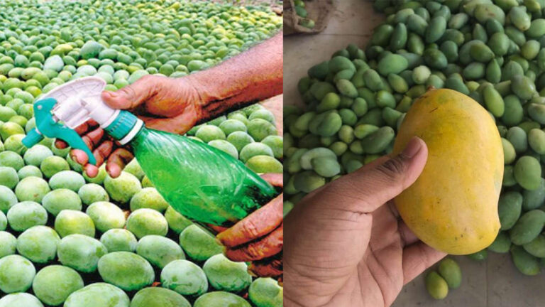 ரசாயன கலப்படம் இல்லாத மாம்பழங்களை வாங்குவது எப்படி?