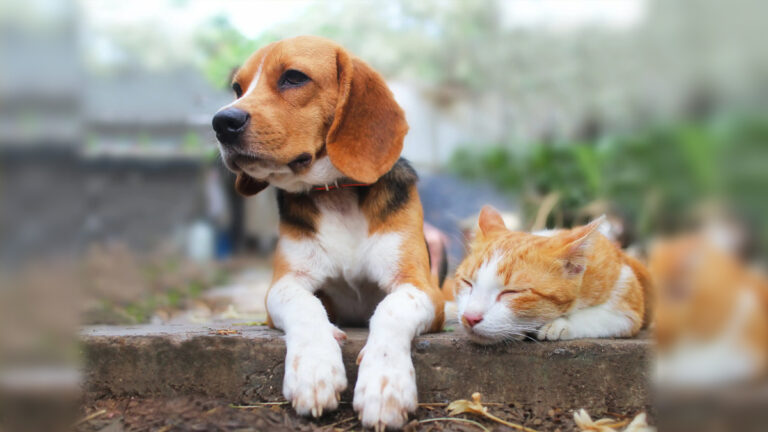 வீட்டுல ‘pets’ வளக்குறீங்களா? உஷாராக இருங்கள்! உயிரிழக்கக்  கூட நேரிடலாம்!